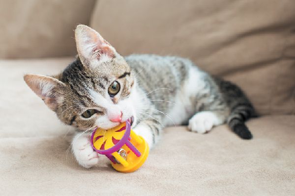 Why do cats need toys?