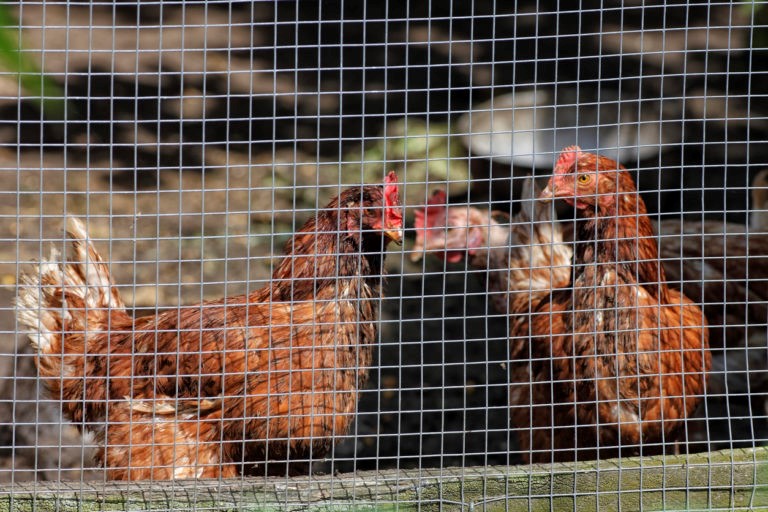 How to Keep Chickens and Predators Out of Your Fencing