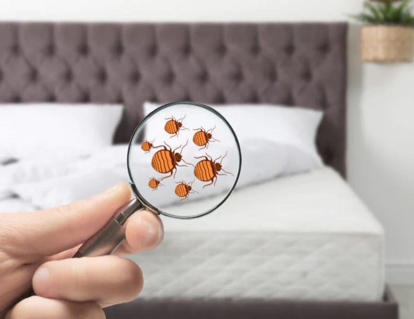 A Comprehensive Guide to Getting Rid of Bed Bugs: Products and Techniques