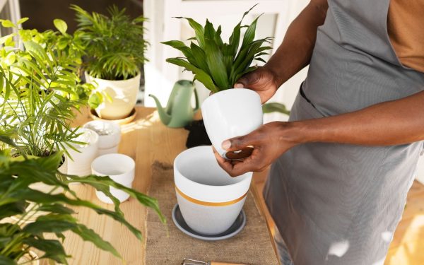 How to Care and Maintain for Your Ceramic Planters