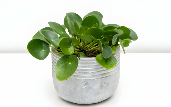 Caring for Chinese Money Plants: Tips for Growing and Maintenance