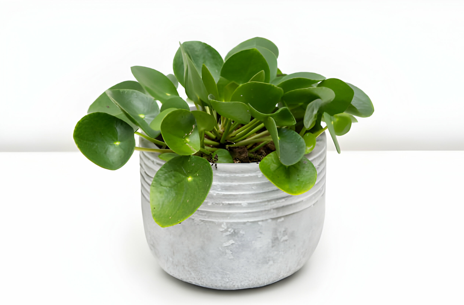 Caring for Chinese Money Plants: Tips for Growing and Maintenance